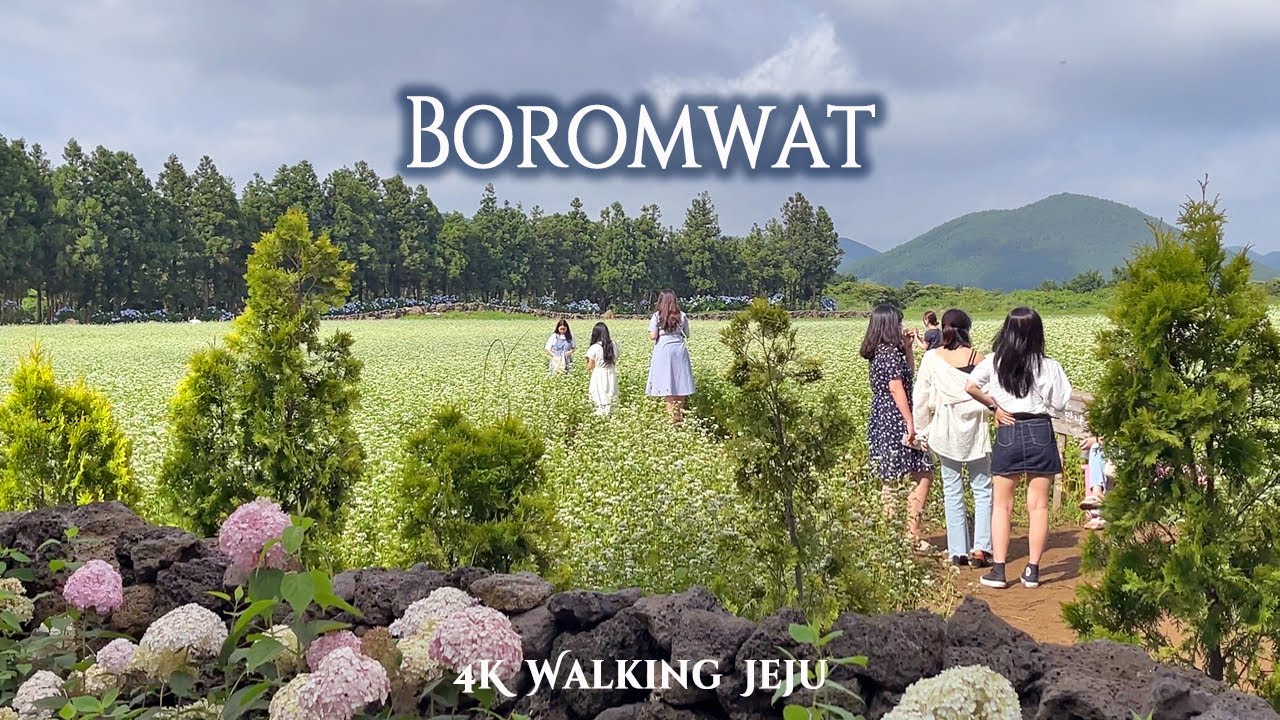 끝없이 펼쳐진 꽃들의 천국! 제주 '보롬왓' 꽃밭 힐링 산책 | Boromwat Flower Garden Walking Tour [4K]