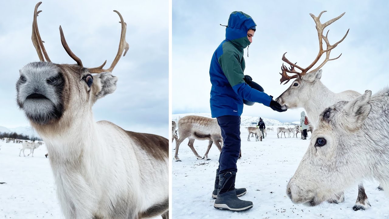 Tromsø REINDEER & SAMI | vlog #76