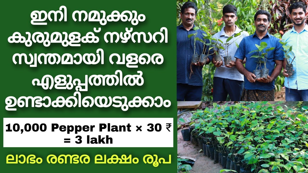 Make Pepper nursery easily & Effectively,Famous Pepper planters in Kerala,Profit more than 2.5 lakhs