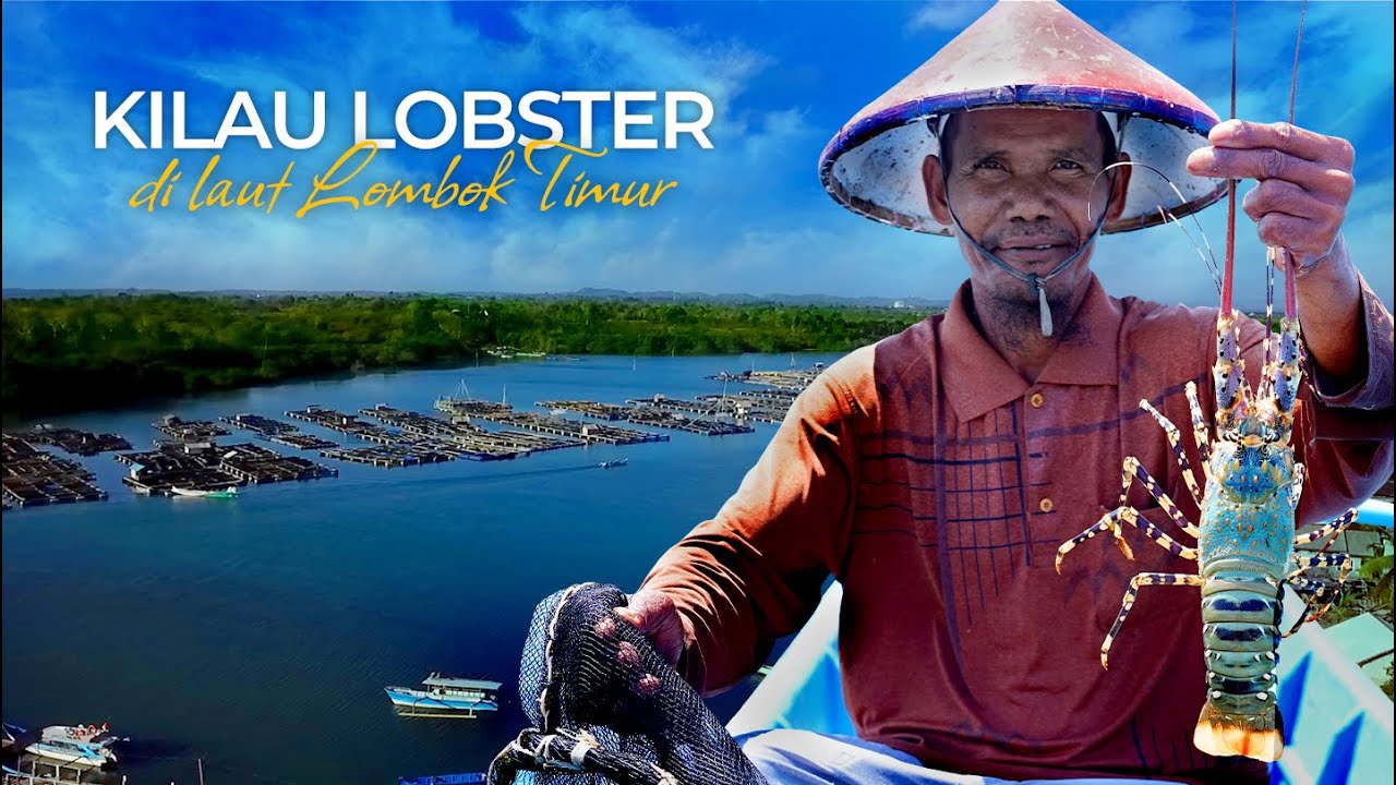 Kilau Lobster di Laut Lombok Timur