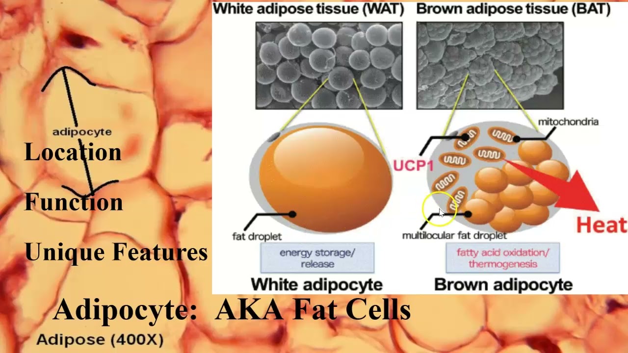 CellDiversityExamples