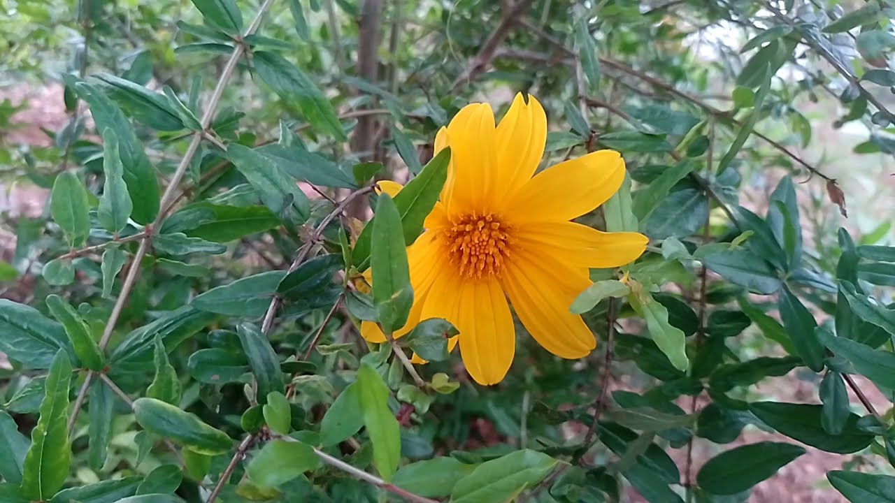 பாரதியை காப்பாற்றிய ஆதி வசமாக சிக்கி அடிவாங்கிய மித்ரா 4 மார்ச் 