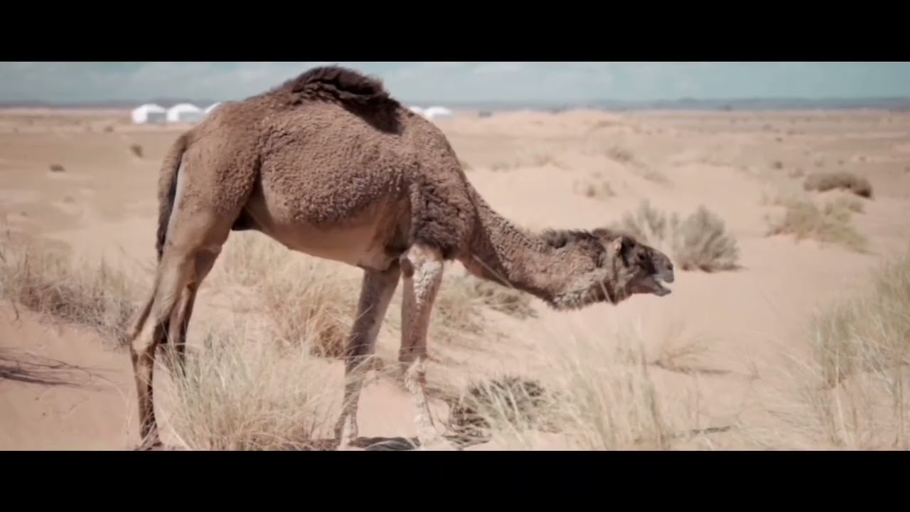 ظاهرة التواء الرقبة في الإبل (مرض الرقب)   Wry Neck syndrome in Camel بواسطة دكتور على ابوالعلا