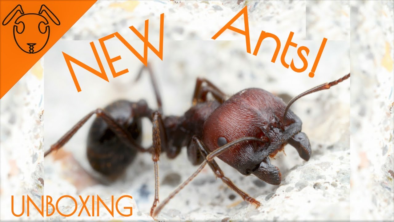 Ant UNBOXING! (new messor ants)