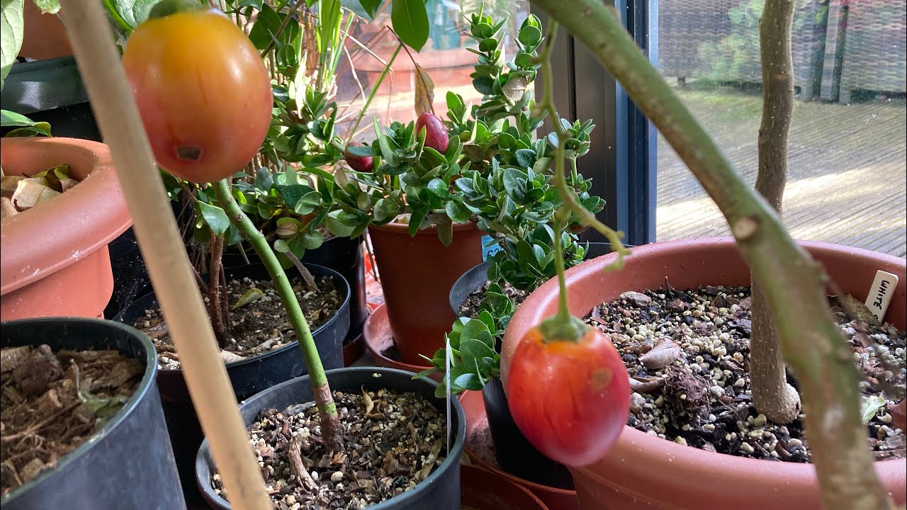 Tamarillo fruit, latest ripening update filmed 2nd March 2026.