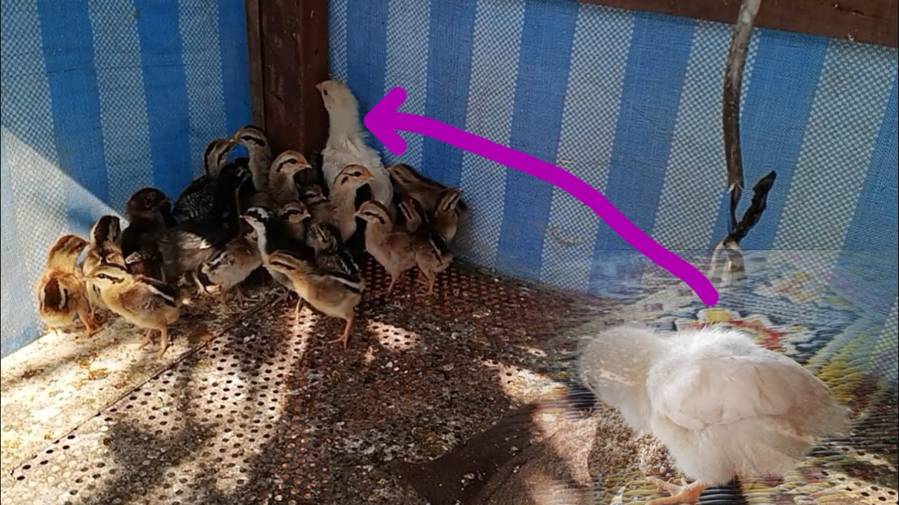 รอดูตอนน้องไก่ใหญ่จะเป็นยังไง