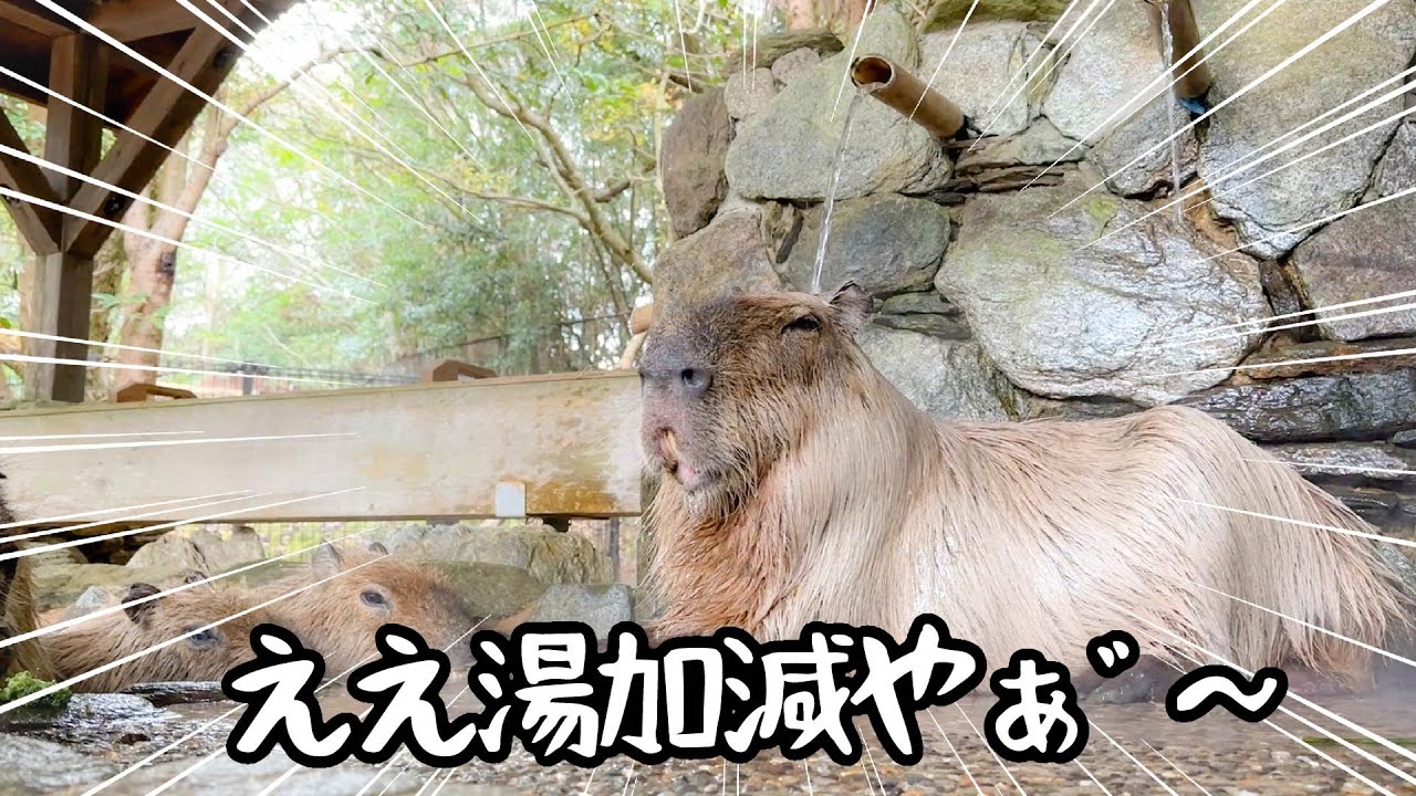 打たせ湯にリラックスし過ぎたカピバラさん