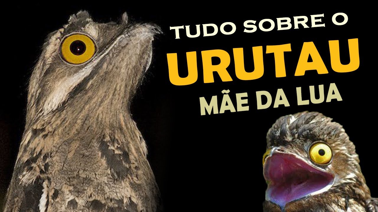 URUTAU (mãe-da-lua) - Pássaro noturno de canto melancólico, 