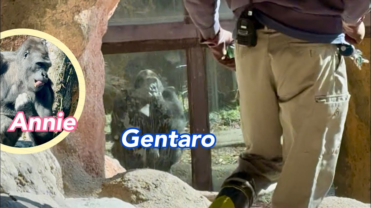 😮🦍窓から誰かが👀見ている‼️🤭Gentaro watches the zookeeper from the adjacent enclosure💙