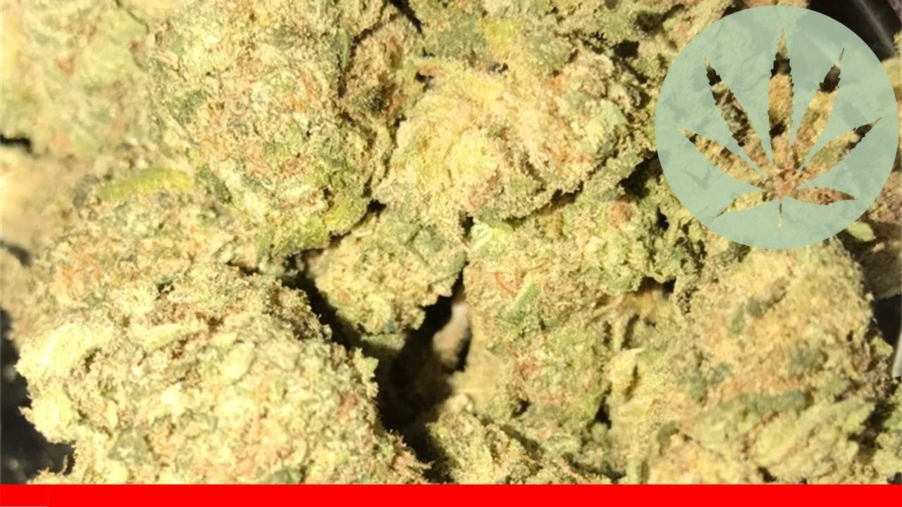 White 99 - All About This Strain