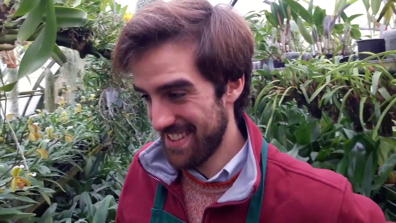 Orchidee e malattie   ecco come riconoscerle e combatterle