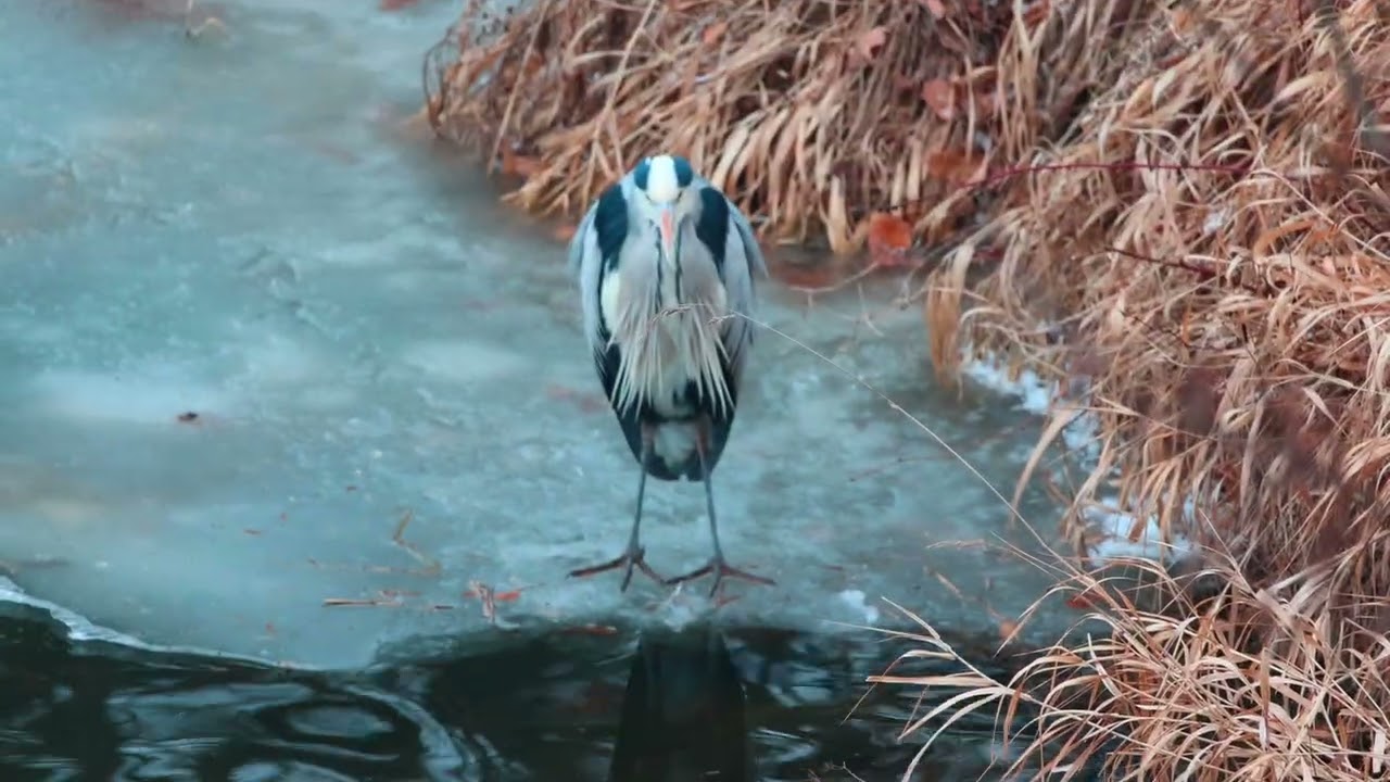 Czapla i Kormoran