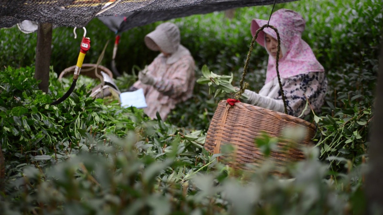Green tea hand picking in Yame