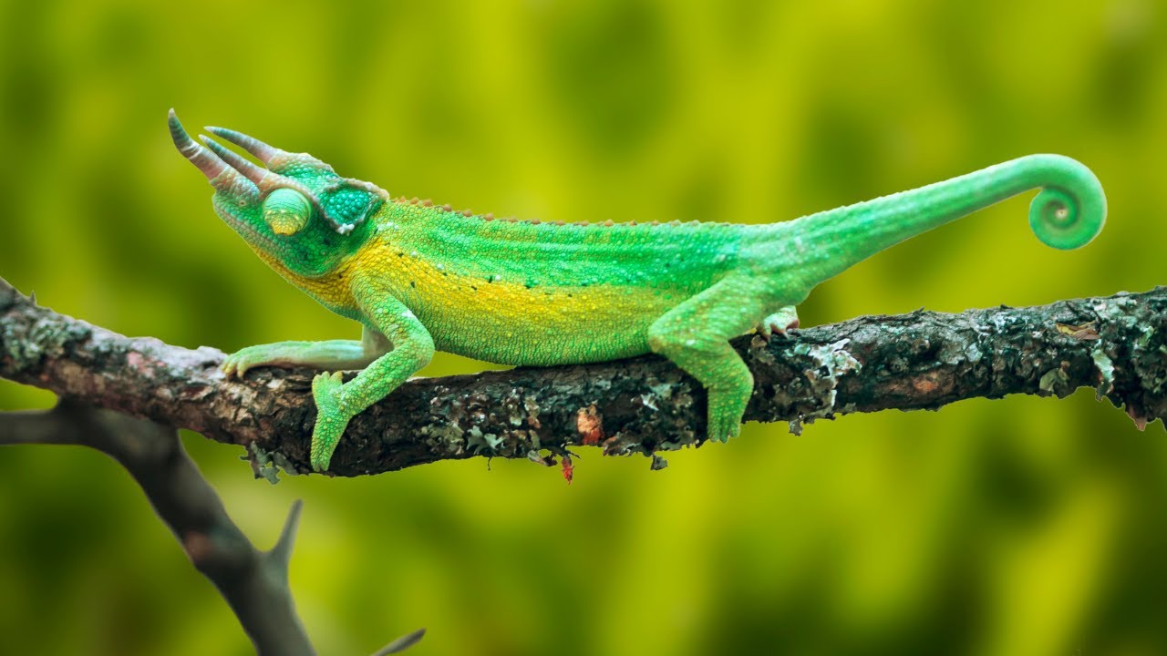 🦎 Masters of Disguise: The Incredible World of Chameleons