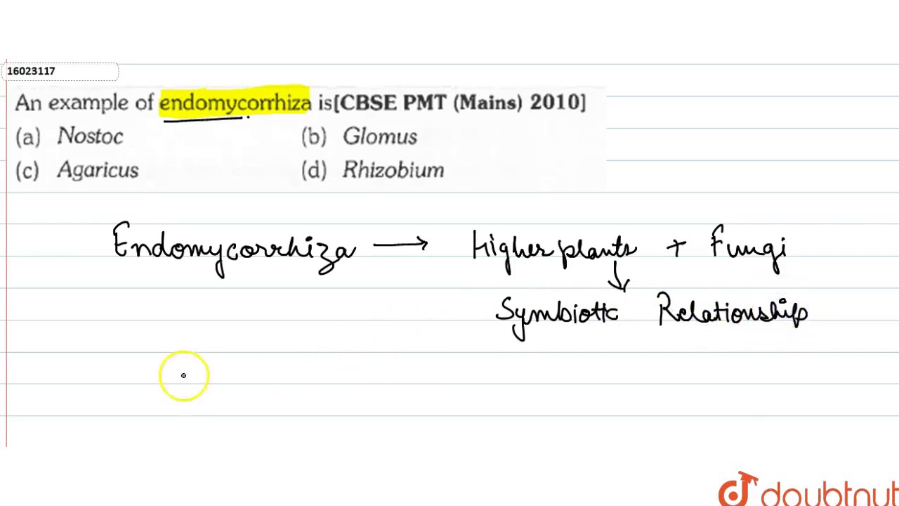 An example of endomycorrhiza is
