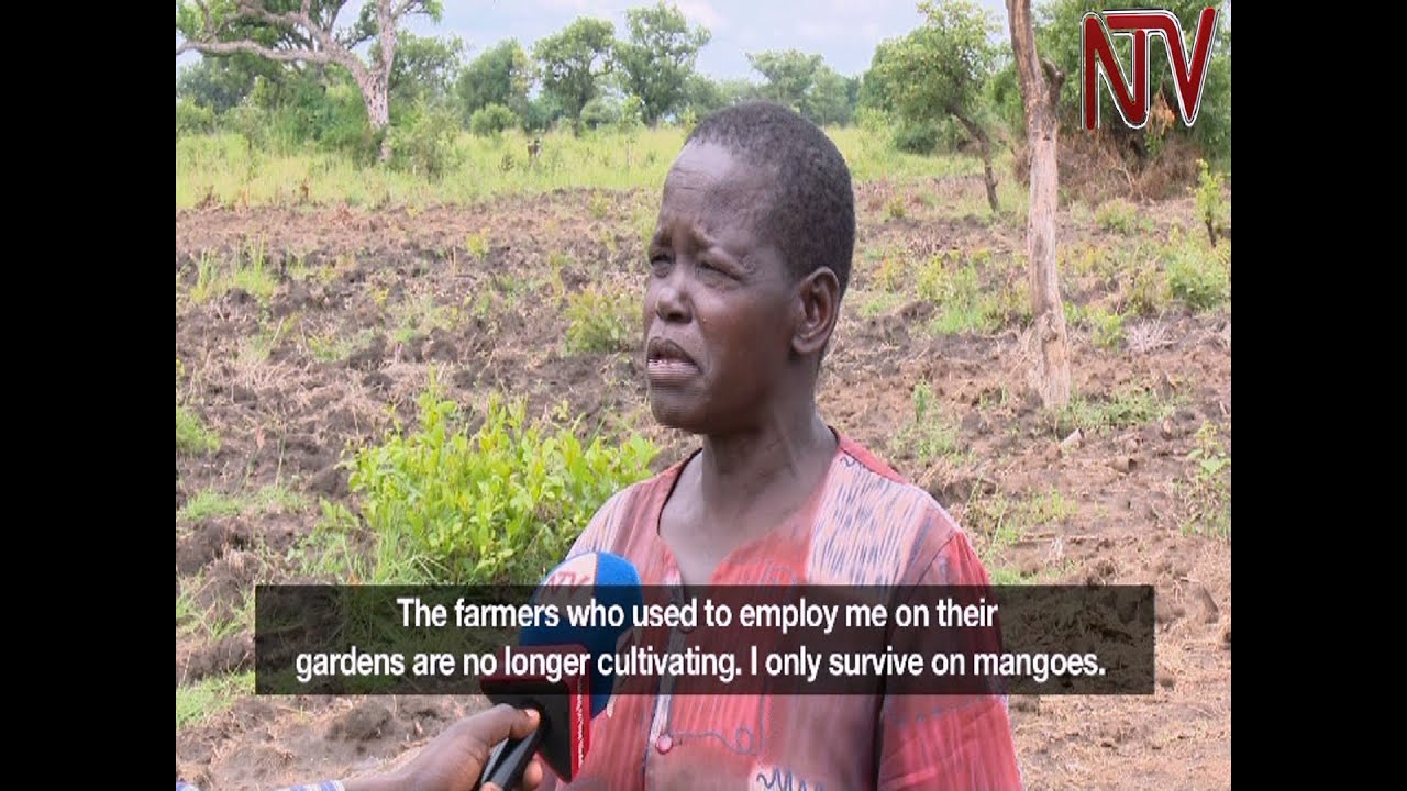 Katakwi hit by famine, people resort to eating mangoes to survive