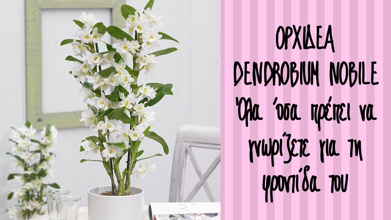 ΟΡΧΙΔΕΑ DENDROBIUM NOBILE. ΟΛΑ ΟΣΑ ΠΡΕΠΕΙ ΝΑ ΓΝΩΡΙΖΕΤΕ ΓΙΑ ΤΗ ΦΡΟΝΤΙΔΑ ΤΟΥ
