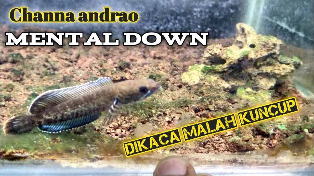 Cara mengatasi channa andrao yang mentalnya down dan mager