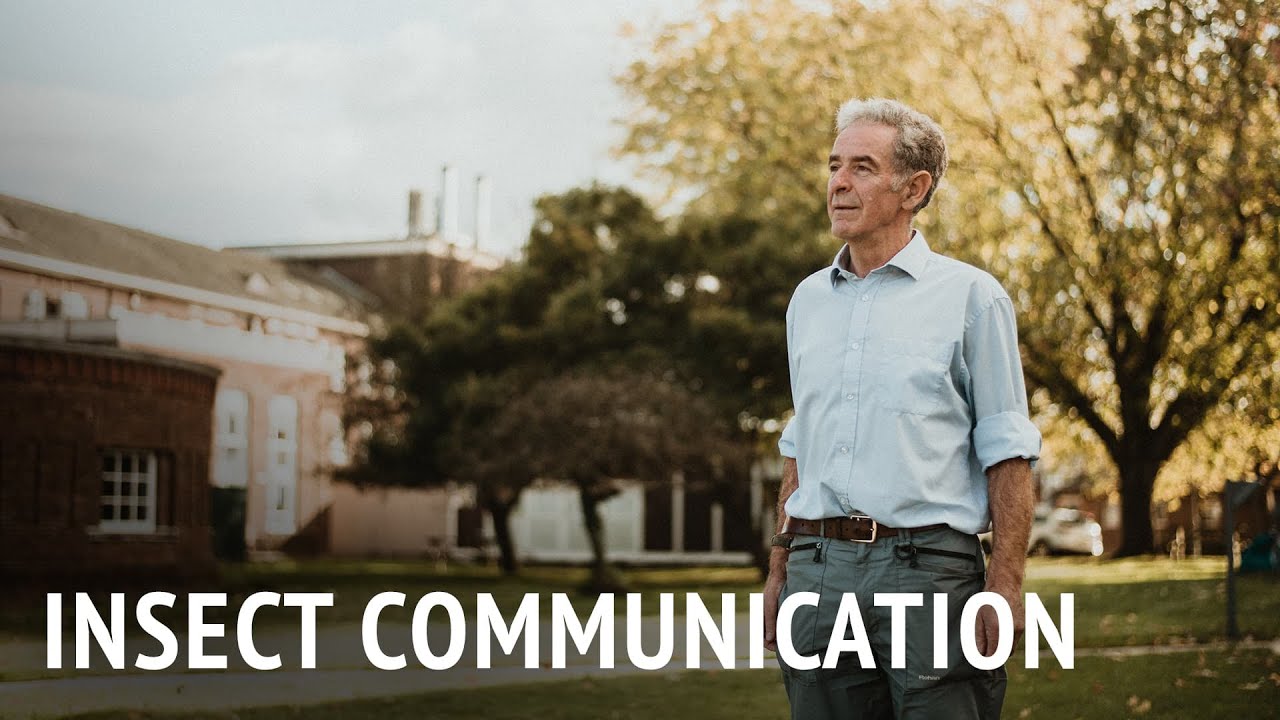 Insect Communication | Dr Murray Corke