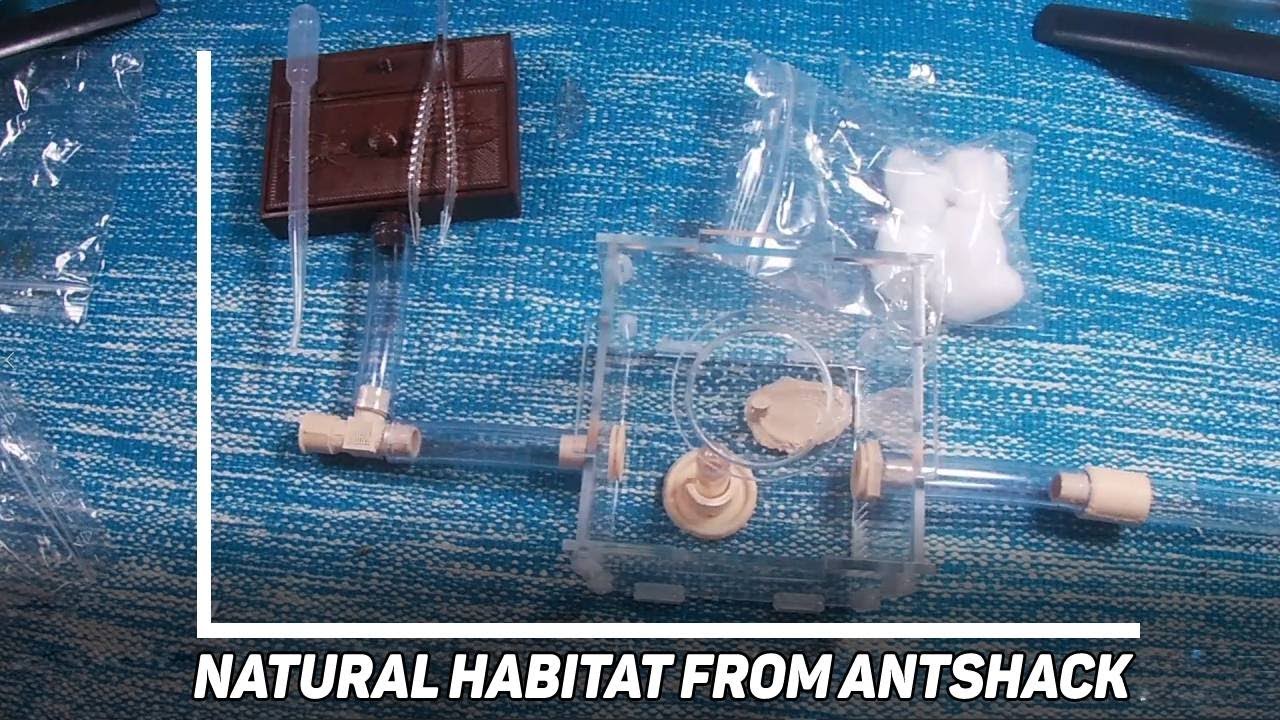 ANT SHACK NATURAL ANT HABITAT SETUP AND REVIEW