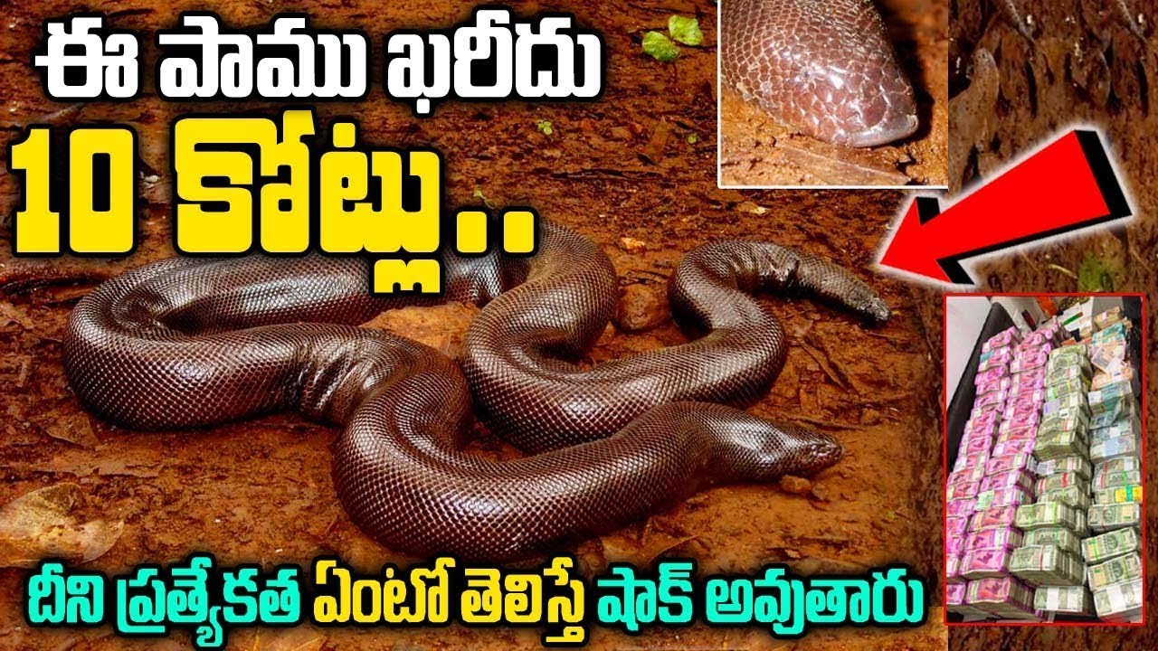 Most Expensive Snakes In The World | Interesting facts About Snakes In Telugu | VIP TELUGU