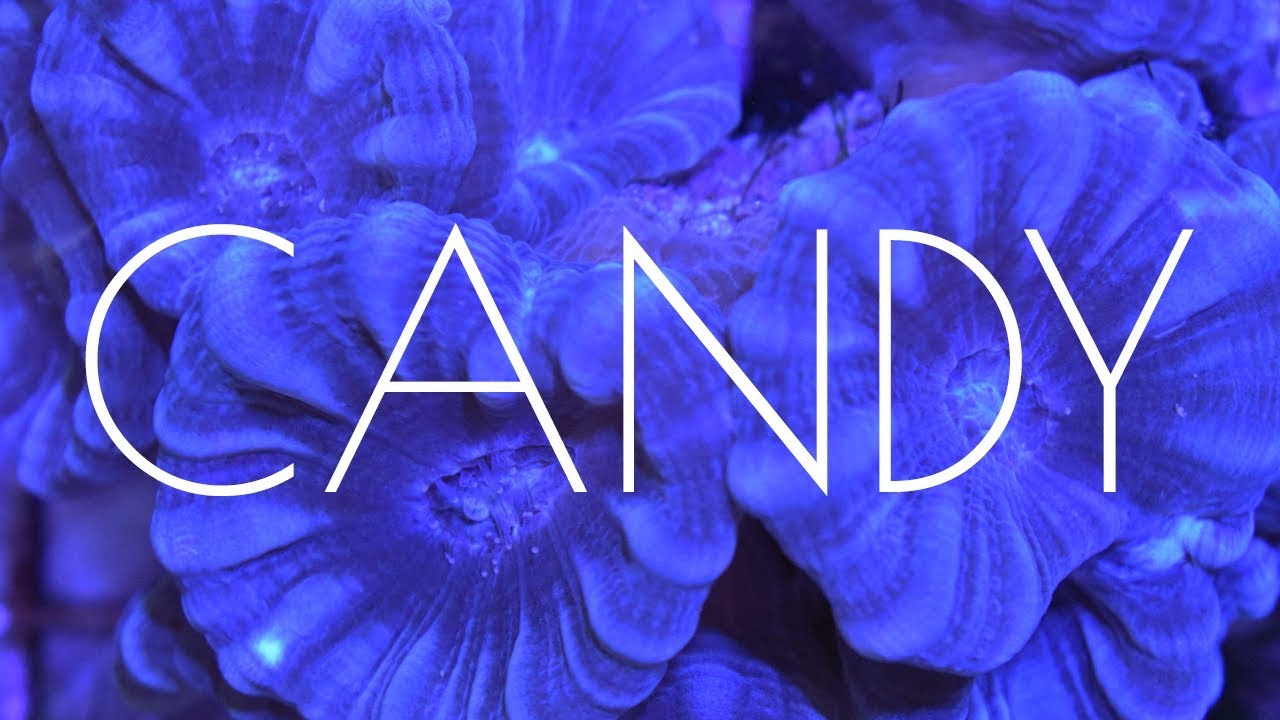 ¿Cómo Fragmentar Un Coral Candy Cane?