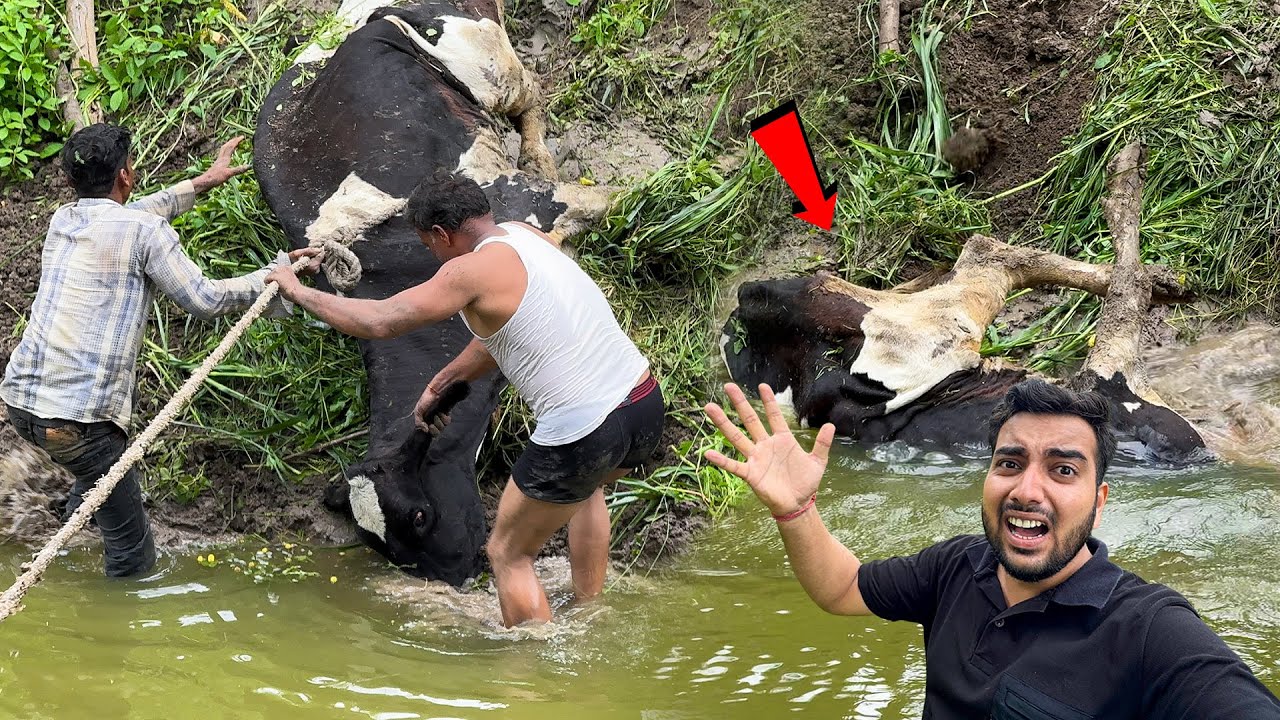 17 घंटे से फंसी-डूबी Gaay ka Rescue😭