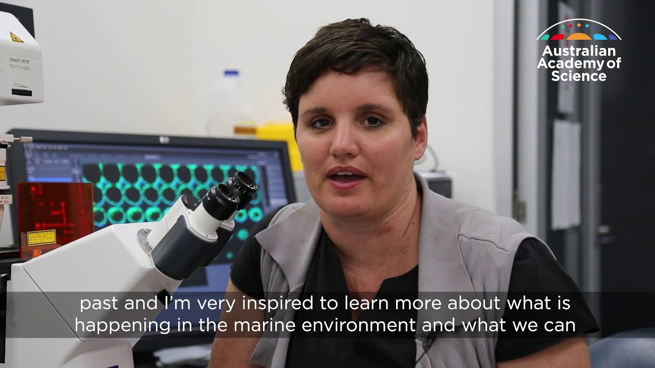 The environmental stress on corals