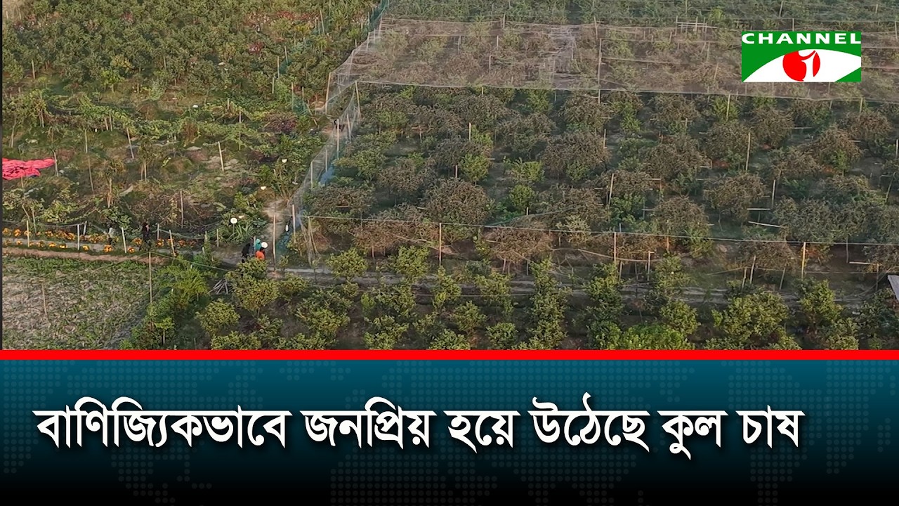 ফেনীতে বাণিজ্যিকভাবে জনপ্রিয় হয়ে উঠেছে কুল চাষ