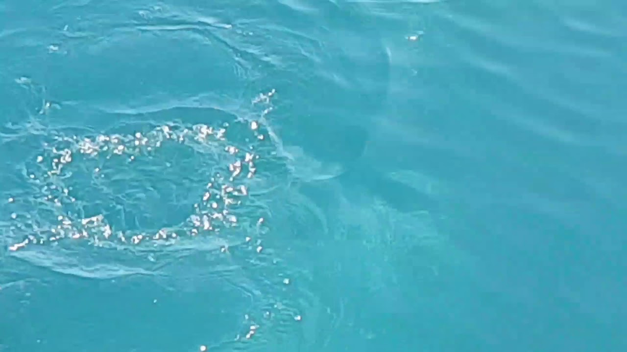 Whale Watching with Mariner Cruises Brier Island Nova Scotia