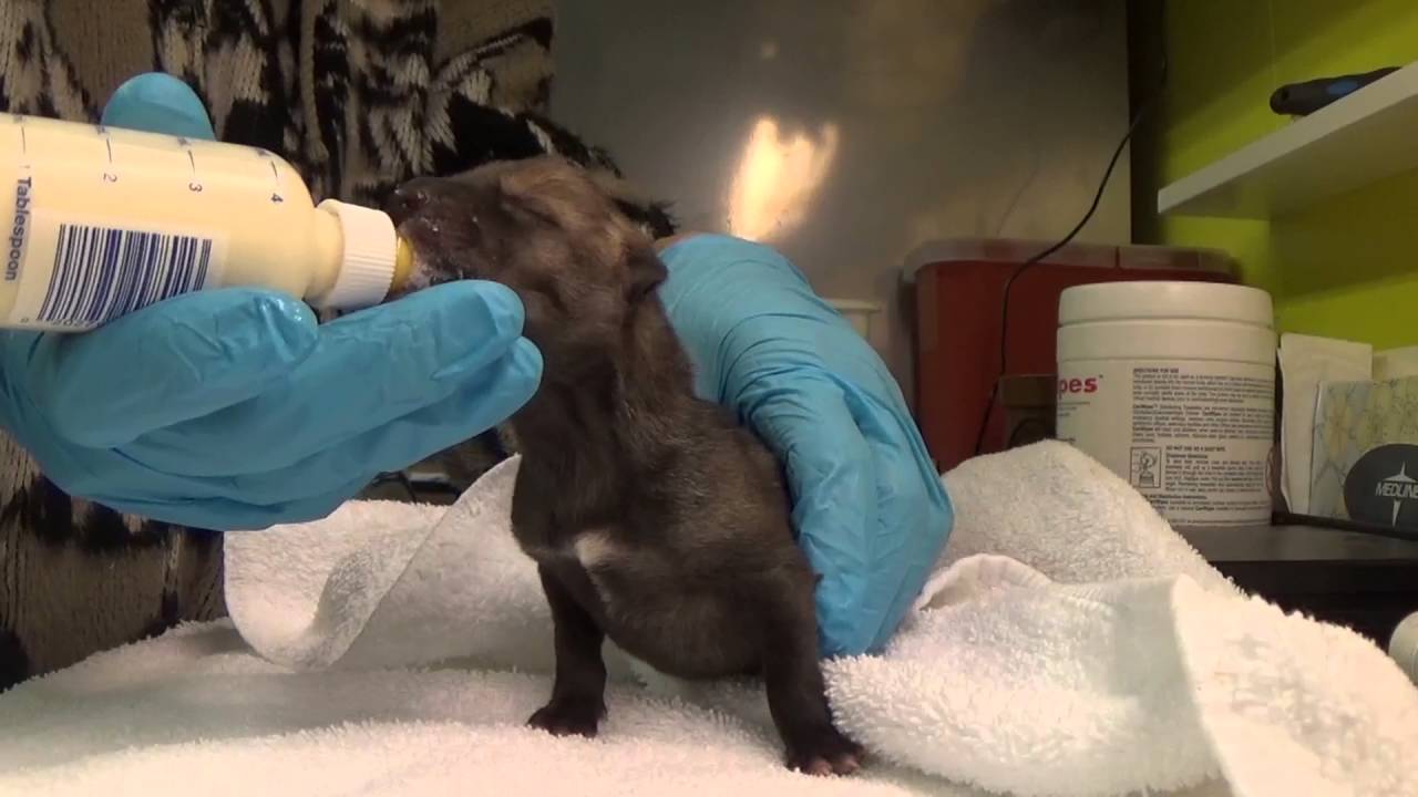 Coyote Pups