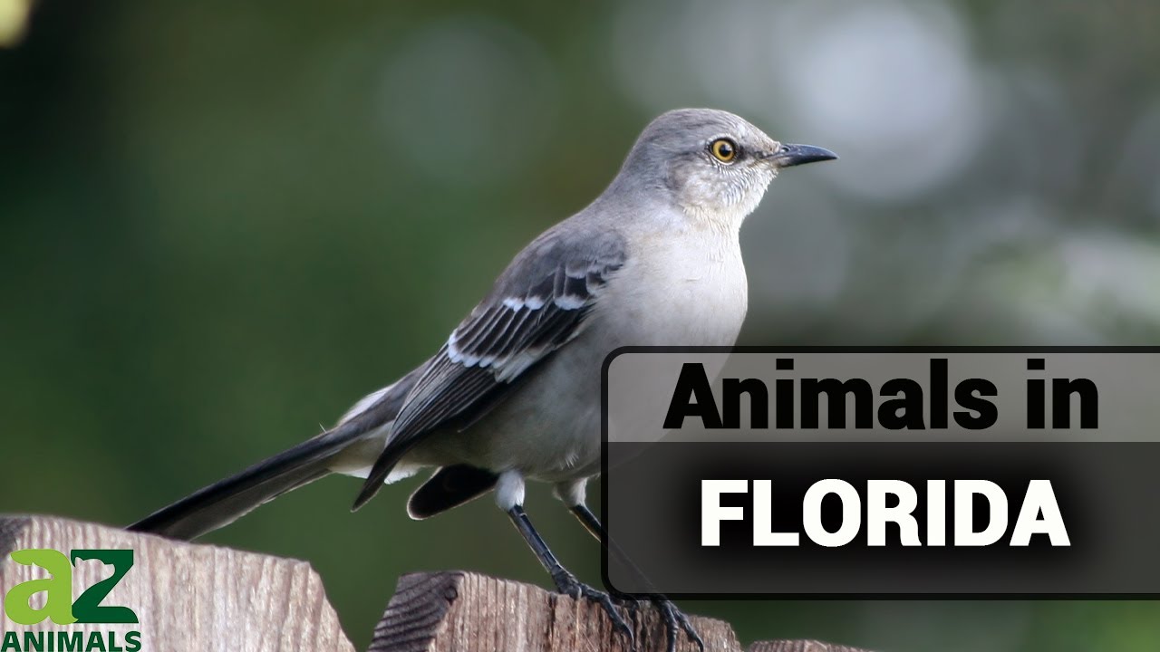 The Amazing Animals In Florida: Birds, Fish, Snakes, and More
