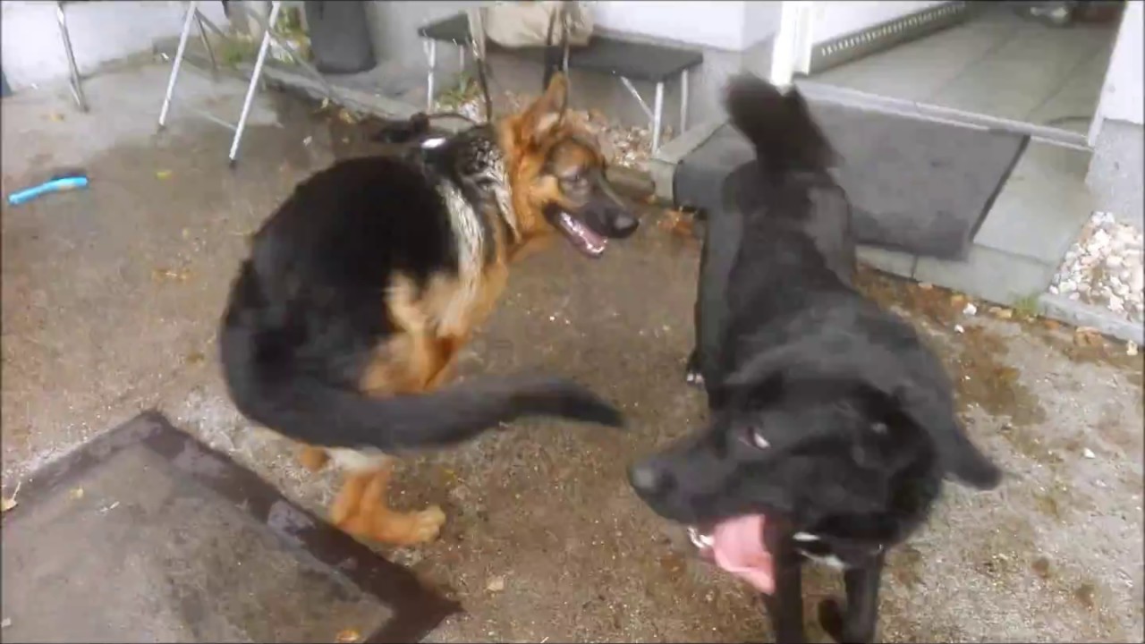 Murphy Jo-Mein neuer Freund auf 4 Pfoten am Morgen, am Wannsee und mit Freund Paule