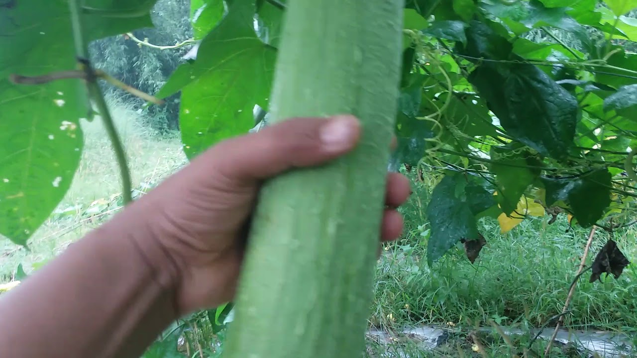 Thulo Ghiraula | a big luffa gourd