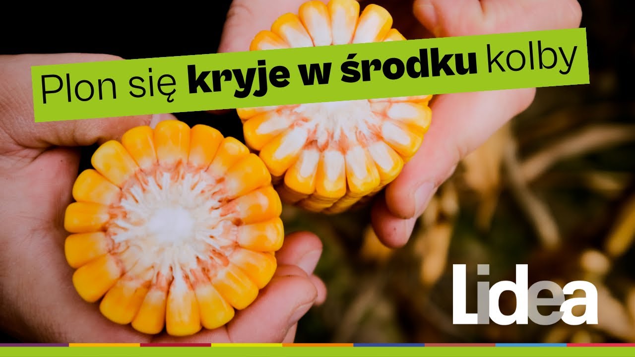 Wczesna odmiana kukurydzy ES Submarine FAO 230 od Lidea