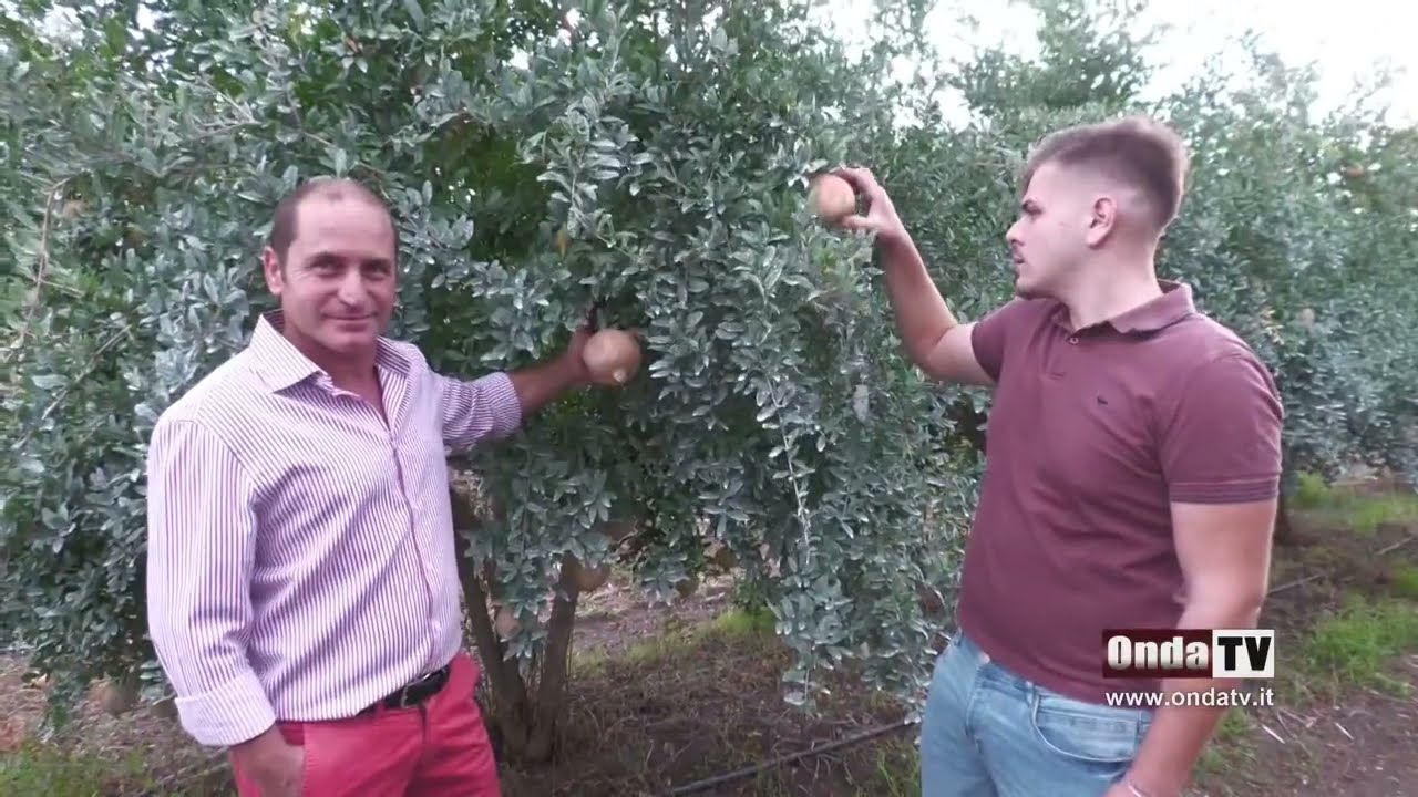 Coltivare il melograno, i segreti del frutto più buono