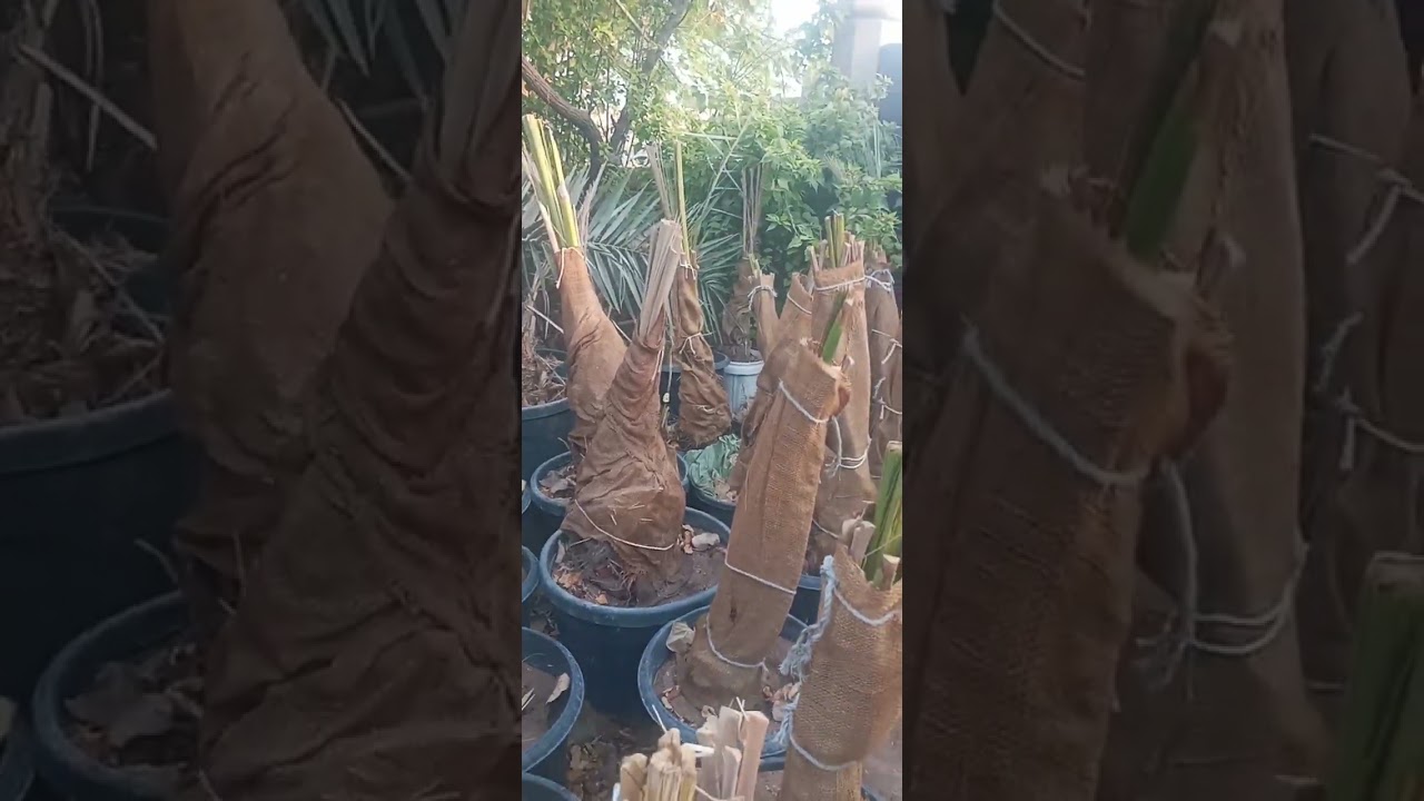 اضرار الماء المالح ٢٠٢٥ /الشيخ ابو نبراس