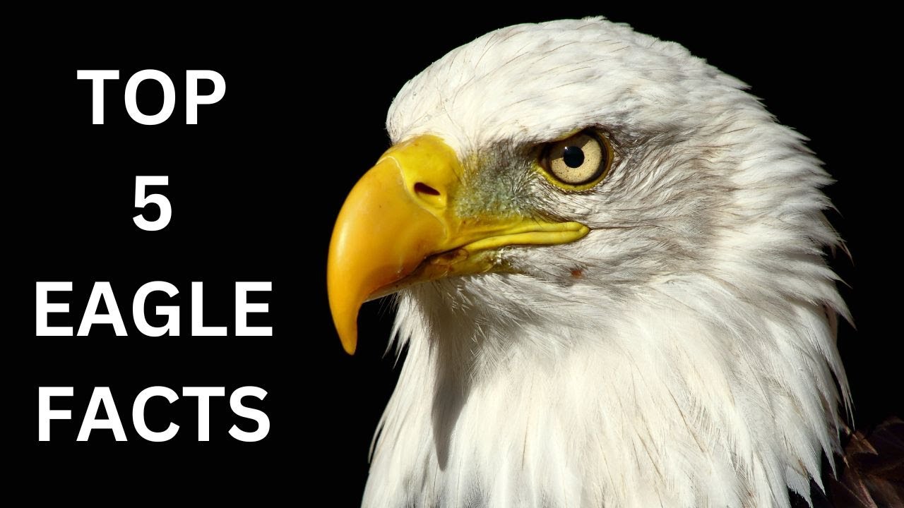 Top 5 Facts Abouts Eagle | Secret Of Eagle | Mastering The Skies | Eagle Mentality | Eagle Eye View
