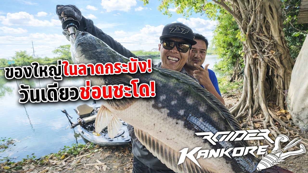 ช่อนดุชะโดเถื่อนคลองลาดกระบัง เจอเจ้าถิ่นสายหน้าดินชี้เป้าตรงนี้ชะโดดุมาก ยิ่งดึกยิ่งเยอะ