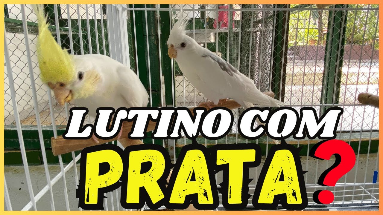 LUTINO COM PRATA RECESSIVO! SERÁ QUE PODE?