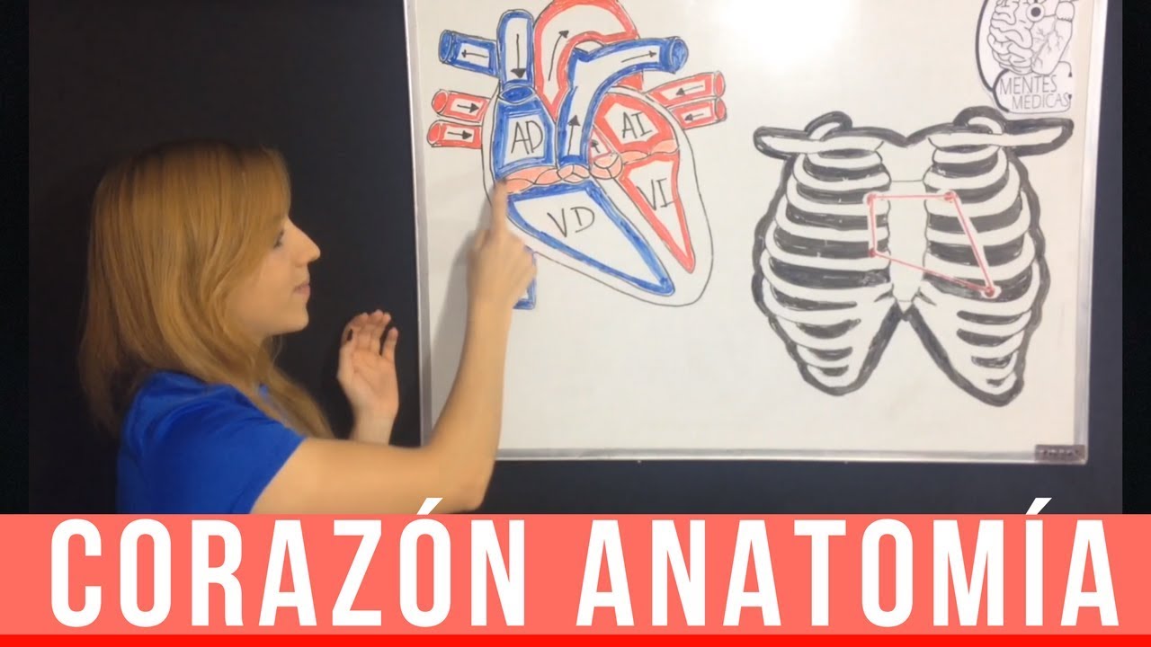 Corazón Anatomía ¡Fácil Explicación!  | Mentes Médicas