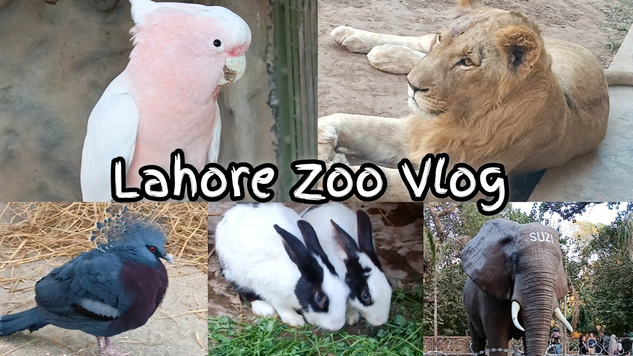 Lahore Zoo Vlog || Lahore Zoo Complete Visit