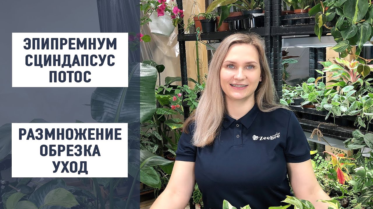 Сциндапсус, эпипремнум, потос. Размножение и уход.