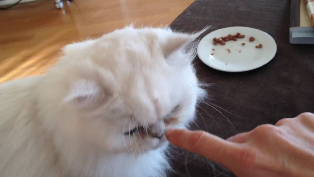 Chinchilla, silver Persian cat being affectionate.