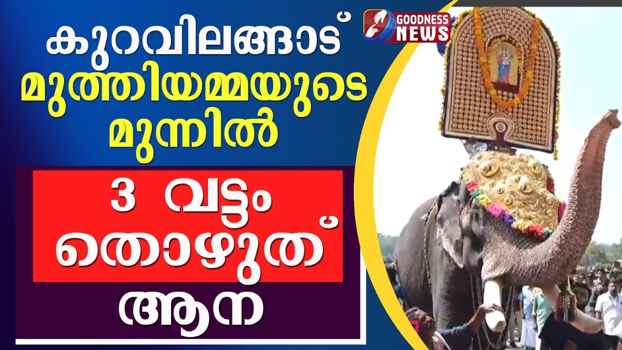 കുറവിലങ്ങാട് മുത്തിയമ്മയുടെ മുന്നിൽ  3 വട്ടം തൊഴുത് ആന|KURAVILANGAD CHURCH|KAPPALOTTAM|GOODNESS NEWS