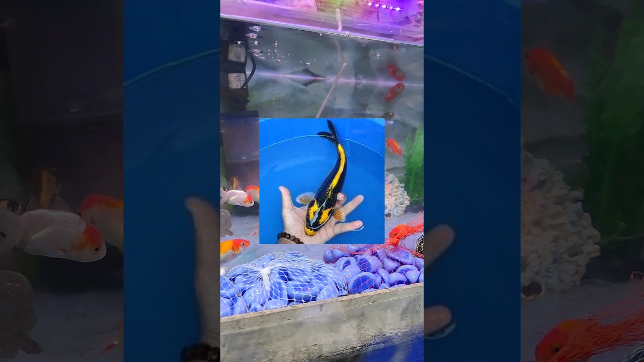 Sunday aquarium shop visit for subscriber ❤️ molly fish liya