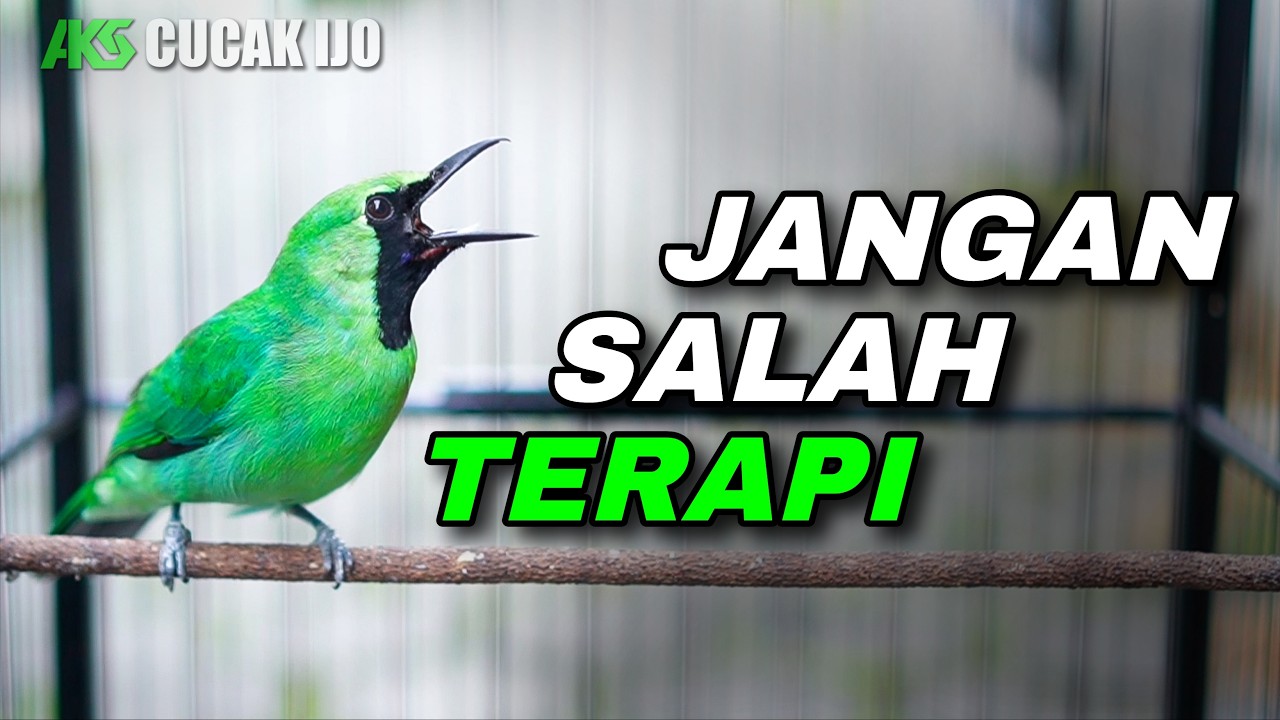AWAS EMOSI !! TERAPI MENAIKKAN EMOSI MELATIH MENTAL CUCAK IJO BAHAN OMYOKAN AGAR CEPAT NYAUT GACOR