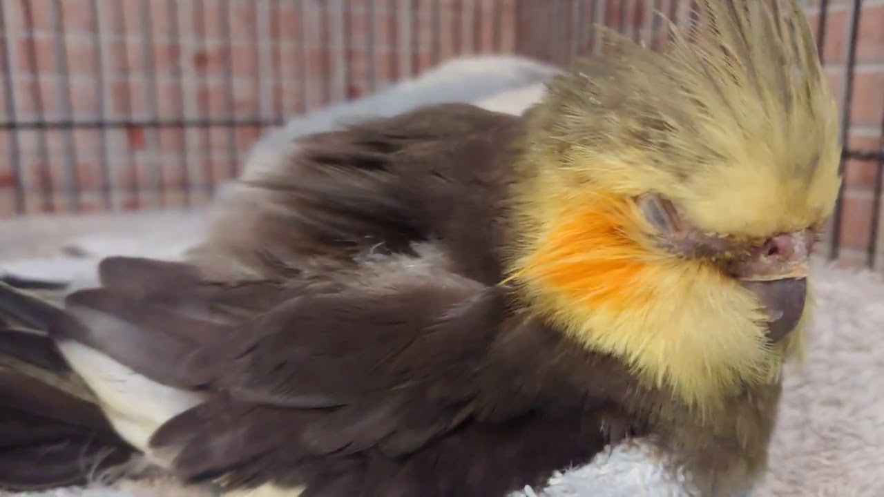 Sad times, my cockatiel Gizmo is dying.