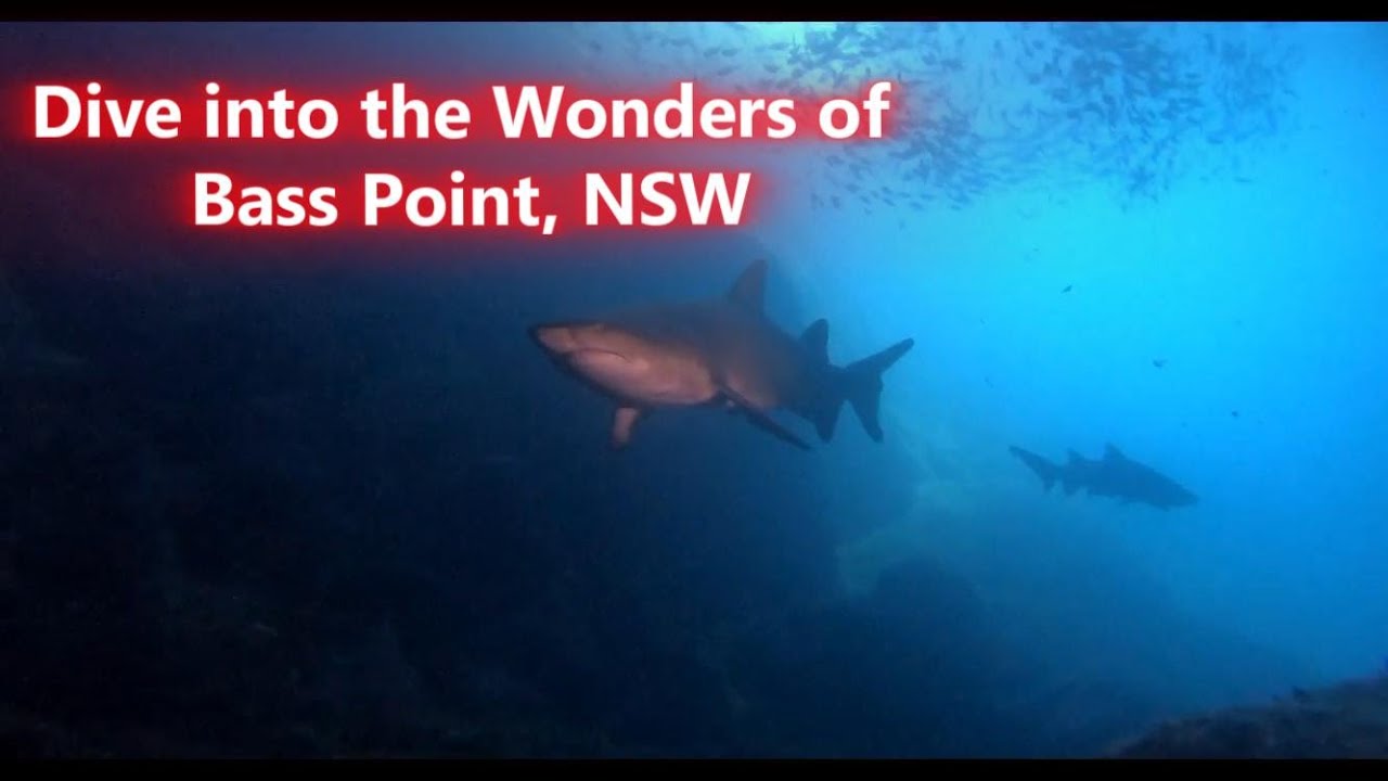 Dive into the Wonders of Bass Point, NSW