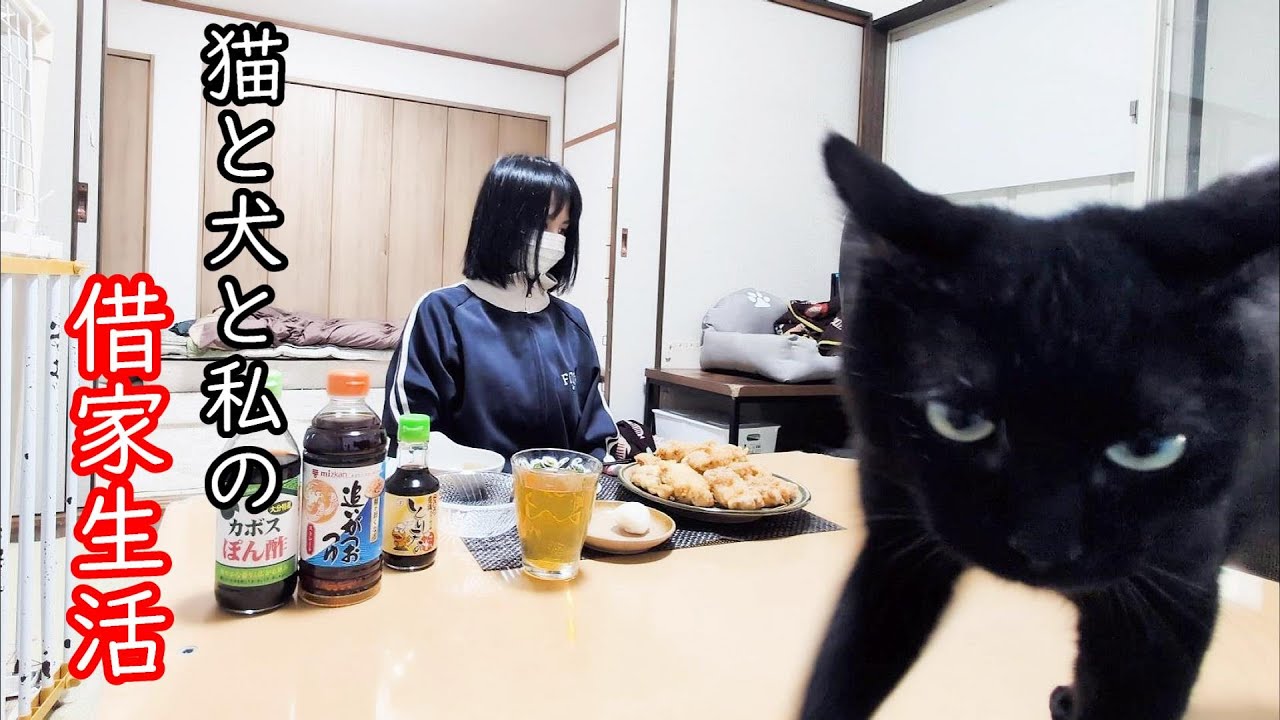 猫と犬と人間の日常！大分のソウルフードを食べる！